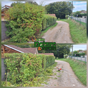 Photo de galerie - Taille de haies et d'arbustes