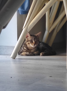 Photo de galerie - Guizmo - famille d'accueil pour ce loulou de 5 mois