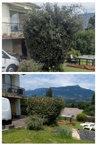 Photo de galerie - Taille de haies et d'arbustes