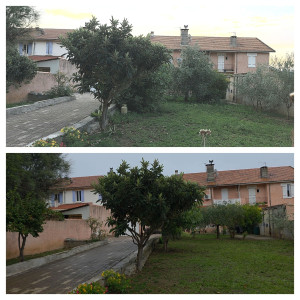 Photo de galerie - Entretien de jardin : 
- taille oliviers 
- taille haie 
- taille arbres 
- débroussaillage jardin 