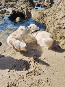 Photo de galerie - Balade à la mer avec des copains 