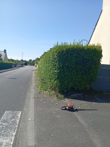 Photo de galerie - Taille de haies et d'arbustes