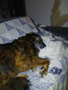 Photo de galerie - Adorable Drake que je garde regulierement