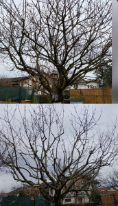 Photo de galerie - Elagage et coupe d'arbres