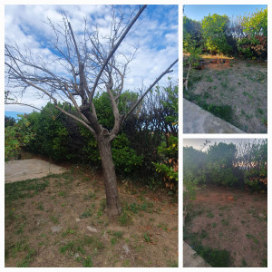 Photo de galerie - Avant et après la coupe d'un arbre mort