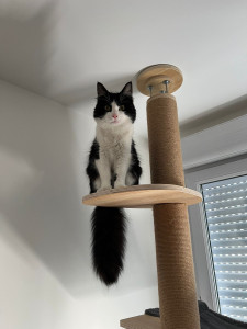Photo de galerie - Garde chat