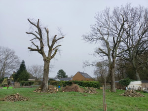 Photo de galerie - Elagage et coupe d'arbres