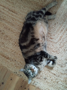 Photo de galerie - L'adorable Tchoupi dont je m'occupe depuis un bon moment maintenant ?