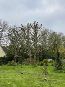 Photo de galerie - Réduction sévère et restructuration d’un érable conduit en cépée.