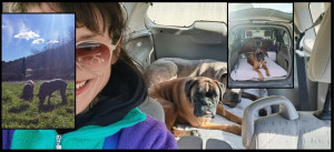 Photo de galerie - Pet sitter chat et chiens avec véhicule aménagé pour super balades 