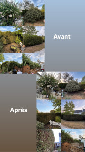 Photo de galerie - À la demande de la cliente, nous avons taillé sa haie ainsi la face de la haie du voisin débordant chez elle. Nous lui avons aussi remis en forme un Hibiscus ainsi qu’un Cotoneaster.