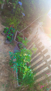Photo de galerie - Fraise du jardin ( Mara des bois) 
et tomates cerises 
