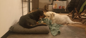 Photo de galerie - Garde chien