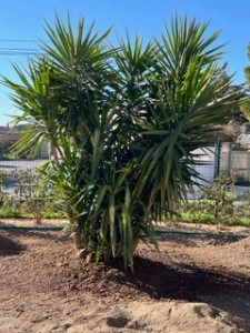 Photo de galerie - Plantation 