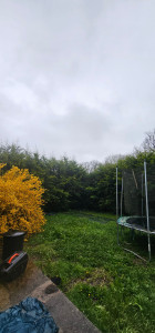 Photo de galerie - Taille de haies et d'arbustes