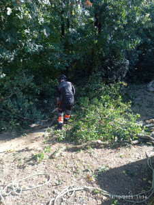 Photo de galerie - Elagage et coupe d'arbres