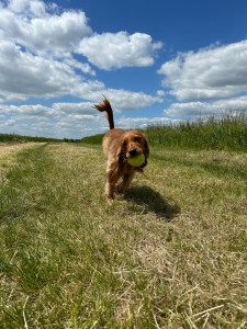 Photo de galerie - Garde chien