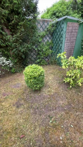 Photo de galerie - Taille d’arbuste