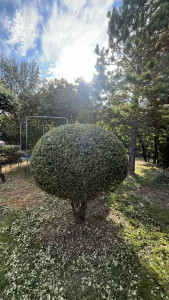 Photo de galerie - Taille architecturée d’un Quercus ilex