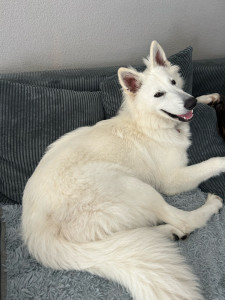 Photo de galerie - Garde animaux