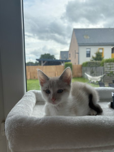 Photo de galerie - Voici un chat que je garde régulièrement 