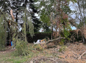 Photo de galerie - Elagage et coupe d'arbres
