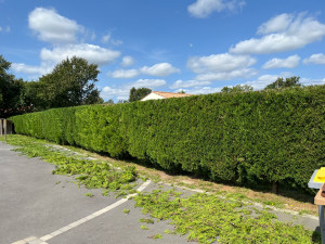 Photo de galerie - Taille de haies et d'arbustes