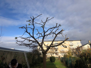 Photo de galerie - Elagage et coupe d'arbres