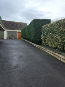 Photo de galerie - Taille de haie de thuya 