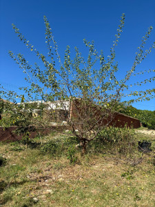 Photo de galerie - Elagage et coupe d'arbres