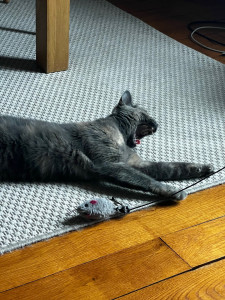 Photo de galerie - Garde de chat à Courbevoie 