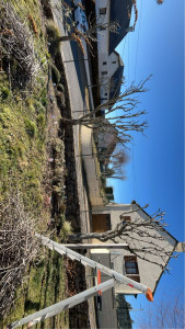 Photo de galerie - Elagage et coupe d'arbres