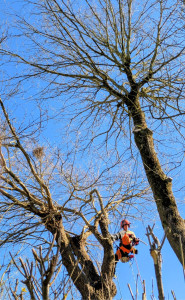 Photo de galerie - Elagage frêne 