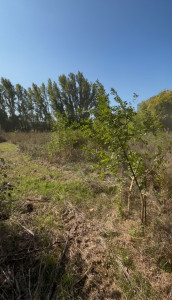 Photo de galerie - Tonte de pelouse - Débroussaillage