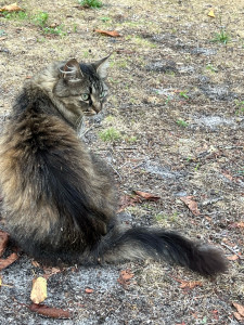 Photo de galerie - Topaze