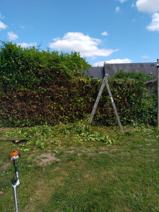 Photo de galerie - Taille haie laurier 