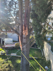 Photo de galerie - Abattage Cedre 30m 