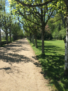 Photo de galerie - Tonte de pelouse - Débroussaillage