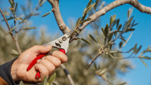 Photo de galerie - Taille d'un olivier