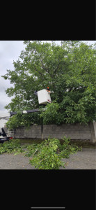 Photo de galerie - élagage 