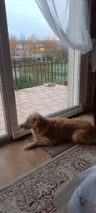 Photo de galerie - Nala, labrador golden retriever de 2 ans. Je l'ai gardé chez moi en pension durant 10 jours