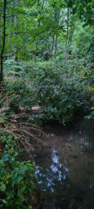 Photo de galerie - Elagage et coupe d'arbres