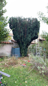 Photo de galerie - Elagage et coupe d'arbres