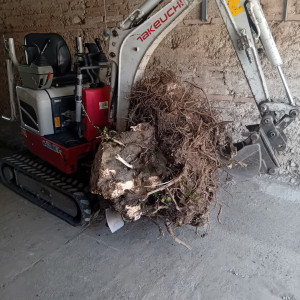 Photo de galerie - Taille de haies et d'arbustes