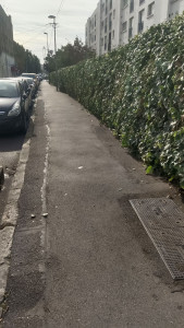 Photo de galerie - Taille de Lierres après 