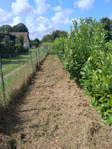 Photo de galerie - Debroussaillage 