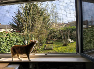 Photo de galerie - Pour une fidèle cliente, j’ai installé des filets aux fenêtres pour éviter que ses chats ne sautent 