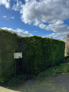 Photo de galerie - Taille de haies et d'arbustes