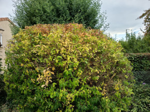 Photo de galerie - Taille d'un forsythia, APRÈS la floraison toujours 