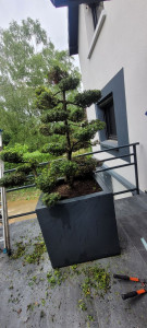 Photo de galerie - Taille de haies et d'arbustes